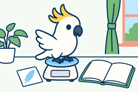 キバタンがはかりに乗り、そばに開いたノートと羽のカードがある明るい室内